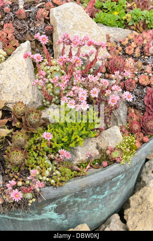 Houseleeks (sempervivum) et stonecrops (sedum) dans un bain de fleurs Banque D'Images