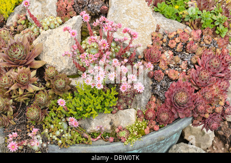 Houseleeks (sempervivum) et stonecrops (sedum) dans un bain de fleurs Banque D'Images
