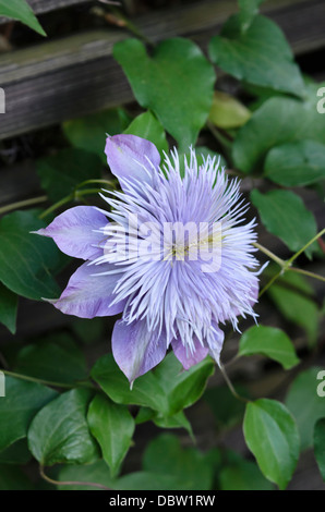 Clematis (clematis) fontaine de cristal Banque D'Images