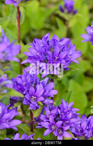 Bellflower en cluster (campanula glomerata 'acaulis') Banque D'Images