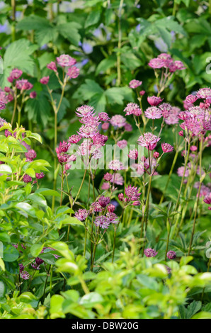 Masterwort Astrantia major (grande) Banque D'Images