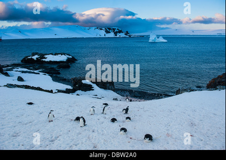 Les Manchots à Jugulaire (Pygoscelis antarcticus) colonie sur Half Moon Bay, Îles Shetland du Sud, l'Antarctique, régions polaires Banque D'Images