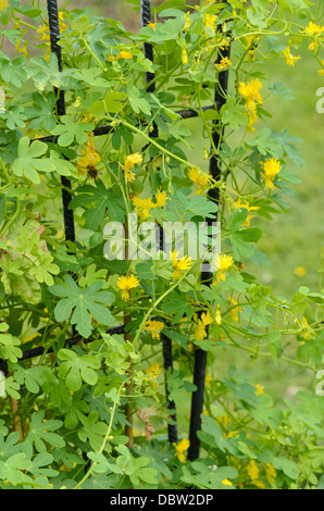 Secteur de capucine (Tropaeolum peregrinum syn. Tropaeolum canariense) Banque D'Images