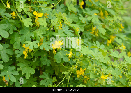 Secteur de capucine (tropaeolum peregrinum tropaeolum canariense) syn. Banque D'Images