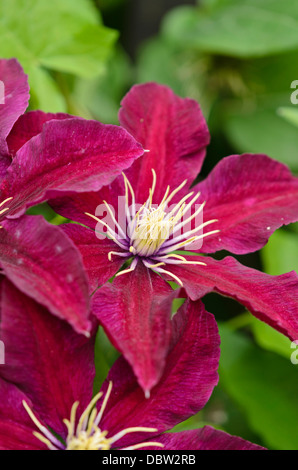 Clematis (clématite niobe) Banque D'Images