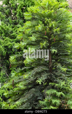 Le pin Wollemi (Wollemia nobilis) Banque D'Images