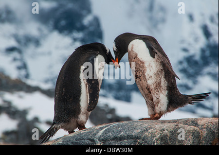 Les manchots Adélie (Pygoscelis adeliae), Port Lockroy research station, l'Antarctique, régions polaires Banque D'Images
