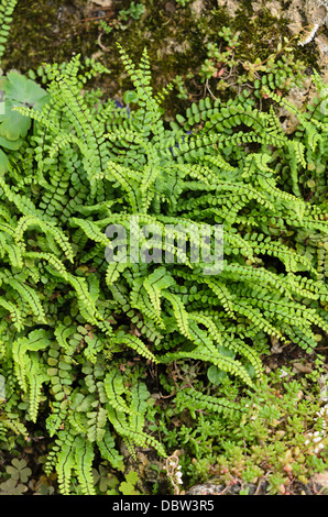 Maidenhair spleenwort (asplenium trichomanes) Banque D'Images