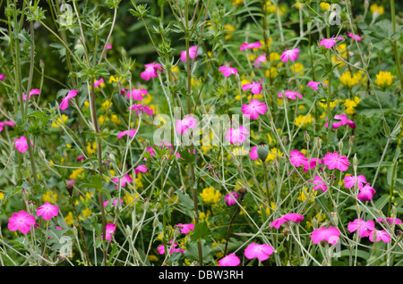 Rose de la couronne (Lychnis coronaria silene coronaria) syn. Banque D'Images