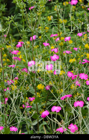 Rose de la couronne (Lychnis coronaria silene coronaria) syn. Banque D'Images