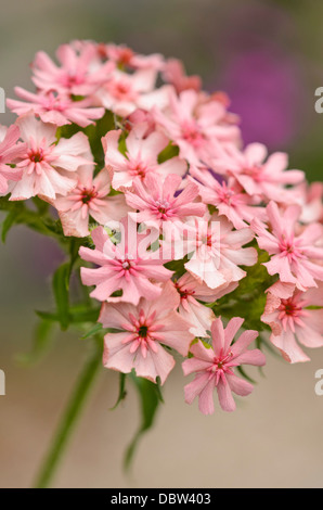 Croix de Malte (lychnis chalcedonica 'carnea' syn. Silene chalcedonica 'carnea') Banque D'Images