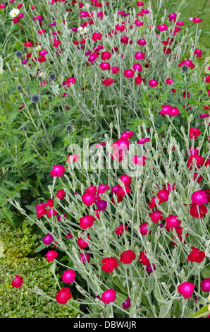 Rose de la couronne (Lychnis coronaria silene coronaria) syn. Banque D'Images