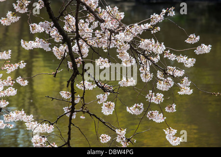 Fleur de cerisier dans le parc Shinjuku-Gyoen, Tokyo, Japon, Asie Banque D'Images