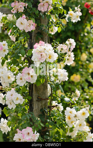 La ligne rose (Rosa la neige en montagne) Banque D'Images