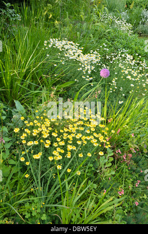 Dyer's camomille (anthemis tinctoria syn. cota tinctoria) Banque D'Images