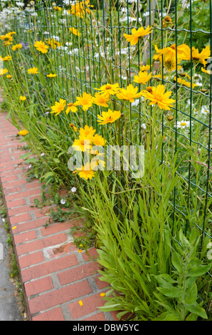 Feuilles lancéolées (tickseed coreopsis lanceolata) Banque D'Images