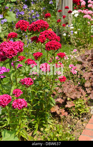 Sweet William (Dianthus barbatus) Banque D'Images