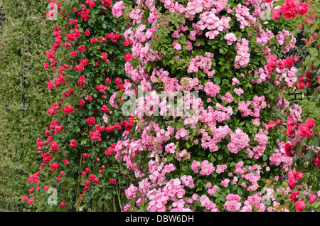 La ligne rose (Rosa Mistress F.W. Vol) et multiflora rose (Rosa Paul's Scarlet Climber) Banque D'Images