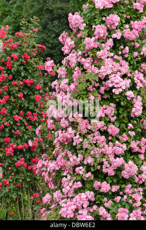 La ligne rose (Rosa Mistress F.W. Vol) et multiflora rose (Rosa Paul's Scarlet Climber) Banque D'Images