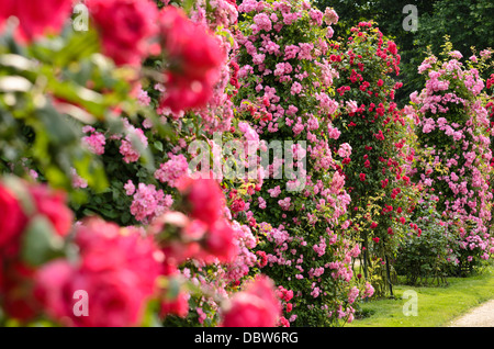 La ligne rose (Rosa Mistress F.W. Vol) et multiflora rose (Rosa Paul's Scarlet Climber) Banque D'Images