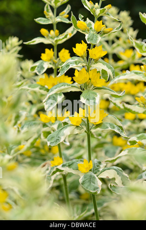 La Salicaire (Lysimachia punctata pointillée 'Alexander') Banque D'Images