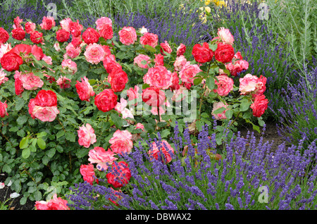 Rose (Rosa jubilé du prince de Monaco) et la lavande (lavandula angustifolia) Banque D'Images