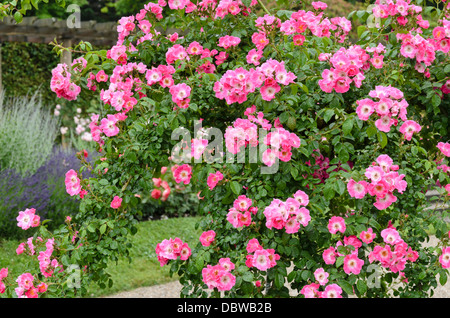 Wichuraiana rose (Rosa pilier américain) Banque D'Images