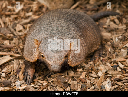 Grand tatou velu (chaetophractus villosus) Banque D'Images