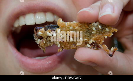 Prague, République tchèque. 4e août 2013. Zoo de Prague a préparé des plats pour les visiteurs de l'insecte inhabituel dans la journée d'insectivores à Prague, République tchèque, le 4 août 2013. Les sauterelles frites imagée dans la chapelure. Photo : CTK Vit Simanek/Photo/Alamy Live News Banque D'Images