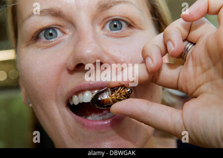 Prague, République tchèque. 4e août 2013. Zoo de Prague a préparé des plats pour les visiteurs de l'insecte inhabituel dans la journée d'insectivores à Prague, République tchèque, le 4 août 2013. Photo woman eating cafard. Photo : CTK Vit Simanek/Photo/Alamy Live News Banque D'Images