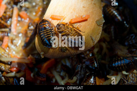 Prague, République tchèque. 4e août 2013. Zoo de Prague a préparé des plats pour les visiteurs de l'insecte inhabituel dans la journée d'insectivores à Prague, République tchèque, le 4 août 2013. Sur la photo des nouilles avec sauce cafard. Photo : CTK Vit Simanek/Photo/Alamy Live News Banque D'Images