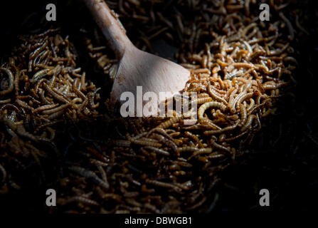Prague, République tchèque. 4e août 2013. Zoo de Prague a préparé des plats pour les visiteurs de l'insecte inhabituel dans la journée d'insectivores à Prague, République tchèque, le 4 août 2013. Les larves des vers de la photo avec l'ail. Photo : CTK Vit Simanek/Photo/Alamy Live News Banque D'Images