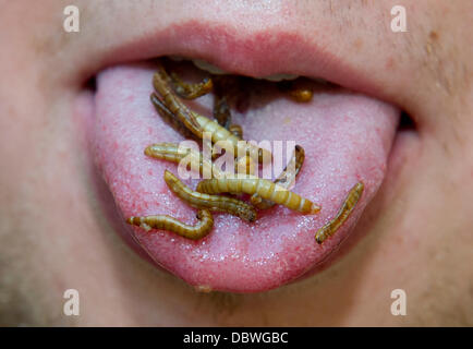 Prague, République tchèque. 4e août 2013. Zoo de Prague a préparé des plats pour les visiteurs de l'insecte inhabituel dans la journée d'insectivores à Prague, République tchèque, le 4 août 2013. Les larves des vers de la photo avec l'ail. Photo : CTK Vit Simanek/Photo/Alamy Live News Banque D'Images