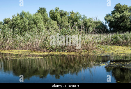 Delta du Danube, beau paysage, voyage dans la branche de Sulina, Roumanie, Dobrogea, réserve de biosphère de l'UNESCO. Banque D'Images