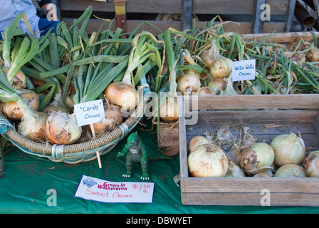 Sélection d'oignons en vente sur un étal de légumes frais au comté de Kittitas Farmer's Market, Ellensburg, Washington WASHINGTON, États-Unis Banque D'Images