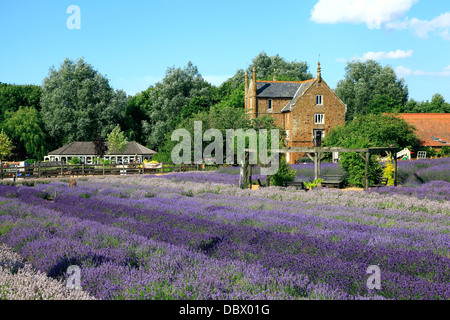 La Norfolk Lavender, Caley Hall, Heacham, Norfolk, England UK English champ champs Banque D'Images