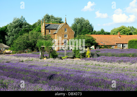 La Norfolk Lavender, Caley Hall, Heacham, Norfolk, England UK English champ champs Banque D'Images