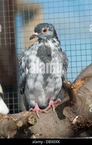 Close up d'oiseau dans un centre de sauvetage des animaux. Banque D'Images