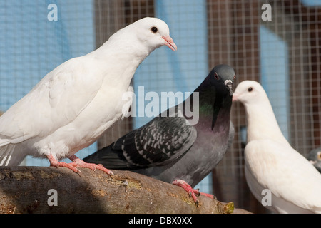 Close up d'oiseaux dans un centre de sauvetage des animaux. Banque D'Images