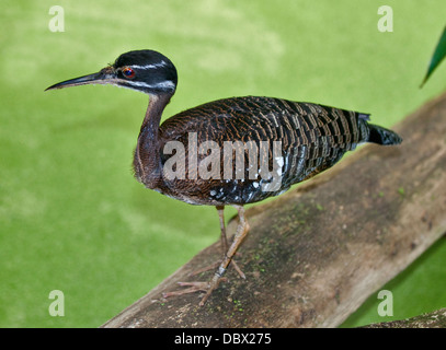 Sunbittern helias (nord) Banque D'Images