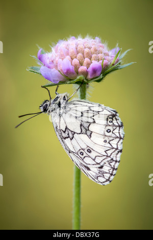 Marbré de papillon blanc s'abritant sous domaine scabious flower Banque D'Images