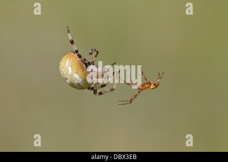 Quatre mâles et femelles orb weaver spider spot Banque D'Images