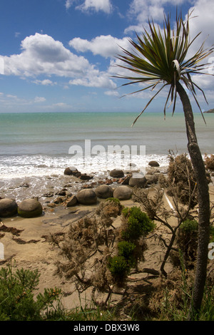 Moeraki Boulders sur Koekohe Plage, Moeraki, Côte d'Otago, île du Sud, Nouvelle-Zélande Banque D'Images