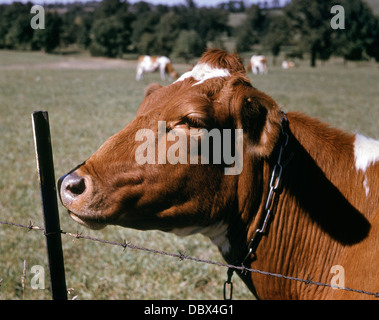 1960 GUERNESEY COW HEAD PRÈS DE BARBELÉS MOUCHES D'ÉTÉ SUR LE VISAGE PRÈS DE MONROE NEW YORK USA Banque D'Images