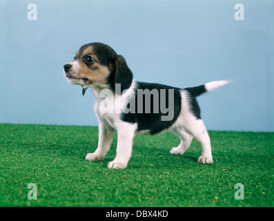 Chiot BEAGLE SUR GAZON ARTIFICIEL PERMANENT SIDE VIEW Banque D'Images