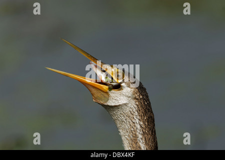 Serpent vert (Oiseau) Jeter les poissons à Bharatpur, Inde. ( Anhinga melanogaster ) Banque D'Images