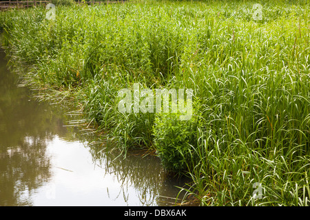 La scène d'ouverture partielle de l'eau lié par le roseau commun (Phragmites australis), UK, printemps Banque D'Images