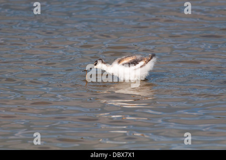 Avocette d’Amérique juvénile Banque D'Images