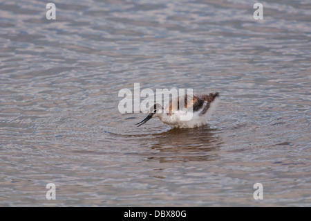 Avocette d’Amérique juvénile Banque D'Images