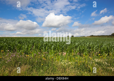 Une récolte de maïs d'été avec des fleurs sauvages colorées sous un ciel bleu nuageux dans le Yorkshire Wolds Banque D'Images